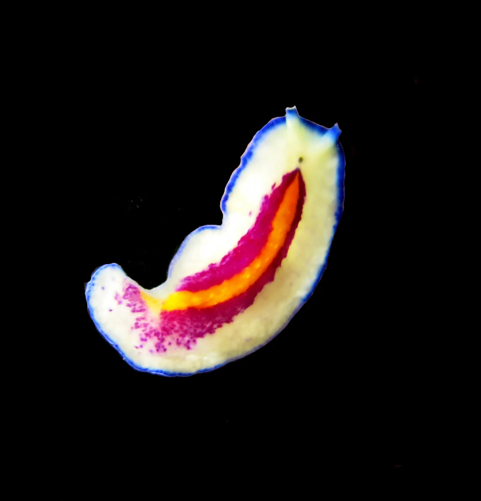 Pseudoceros bipurpureus